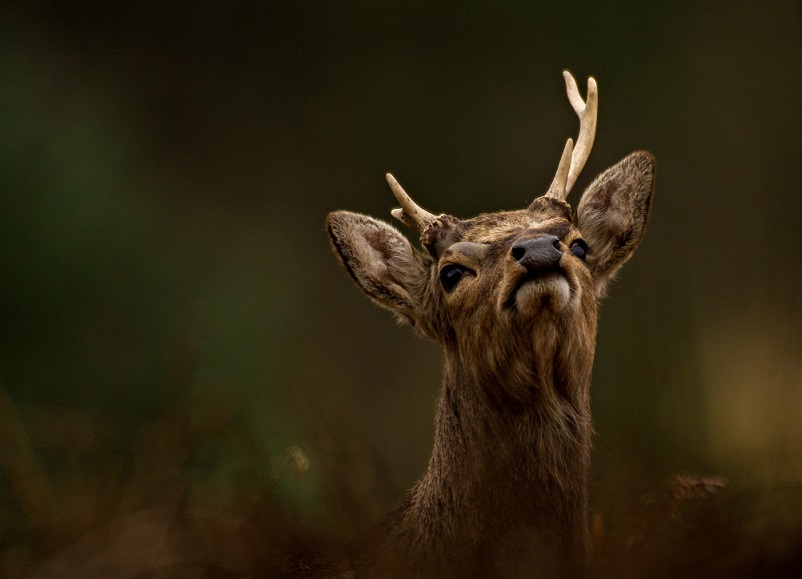 Young sika stag by Tom Streeter