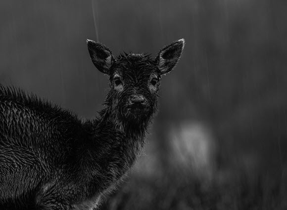 Fallow fawn in the rain by Tom Streeter Joint 3rd