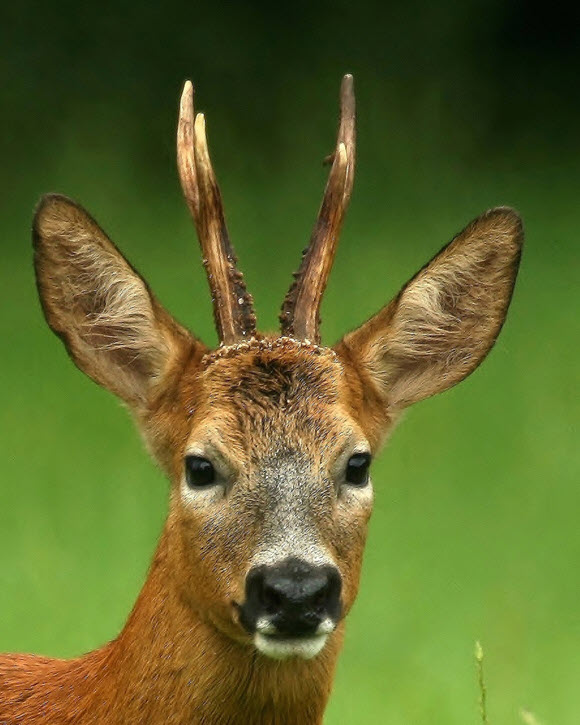 Highly Commended: Roe Buck by Stan Kemish