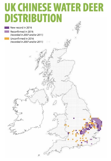 chinese-water-deer-the-british-deer-society