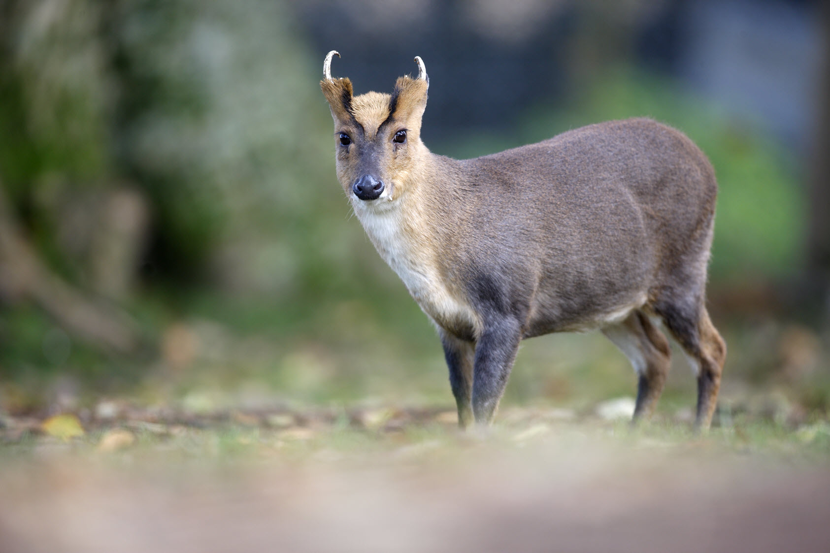 muntjac buck in Wales