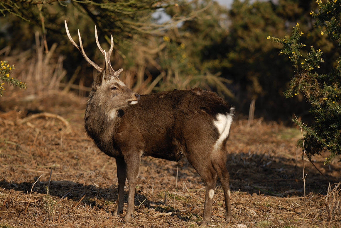 sika stag