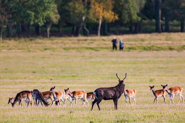 watching deer -sika group By Tomas Lollike