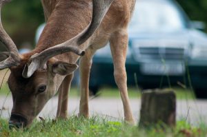Deer-Vehicle Collisions