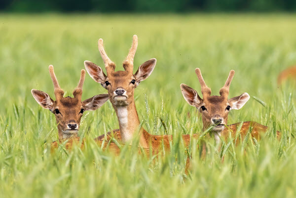 fallow deer in summer long grass By WildMedia