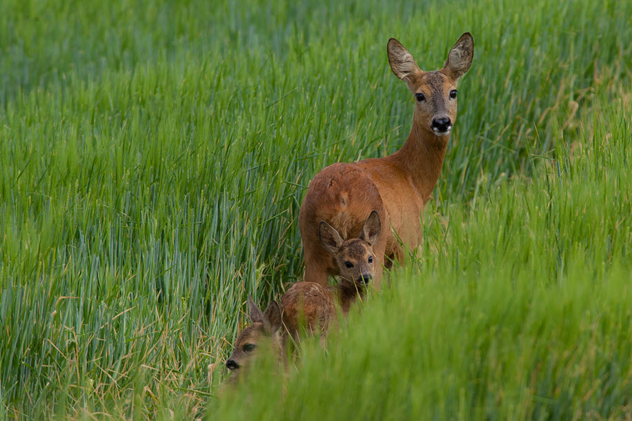 Female Roe deer leading her newborn kids By AP Hannibal