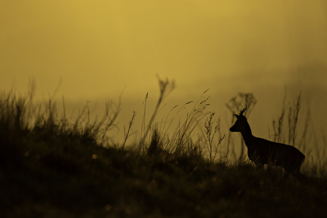 roe buck silhouette by Tom Streeter