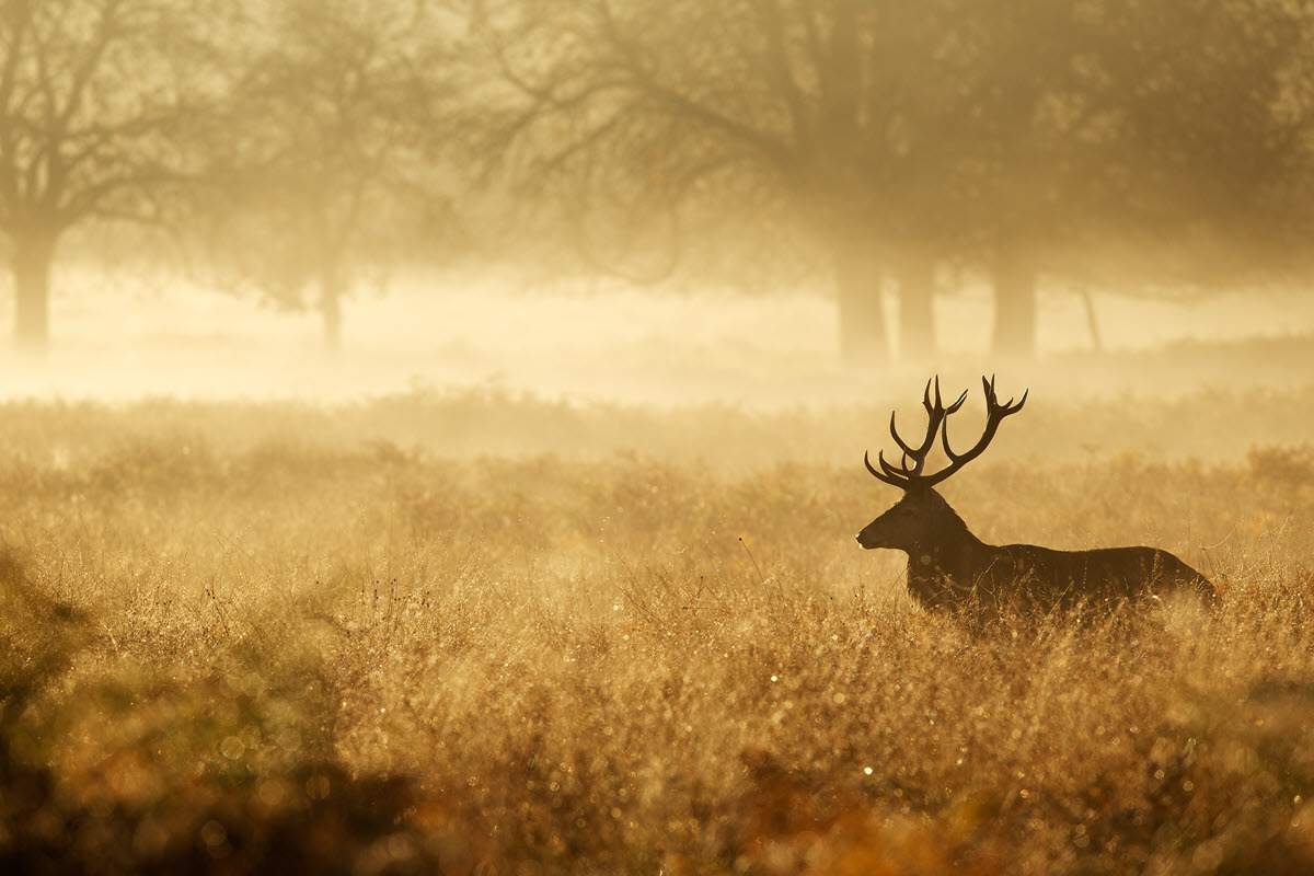 Silhouette of a red deer stag in the mist By Mark Bridger