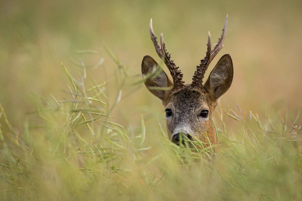 deer-species-the-british-deer-society