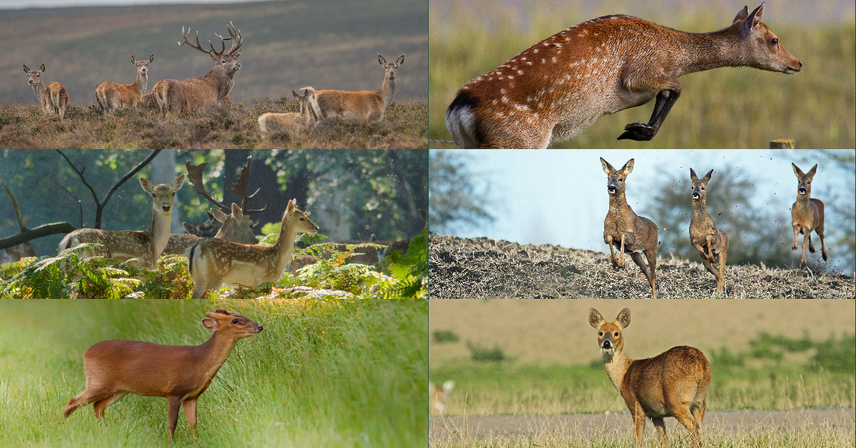six deer species