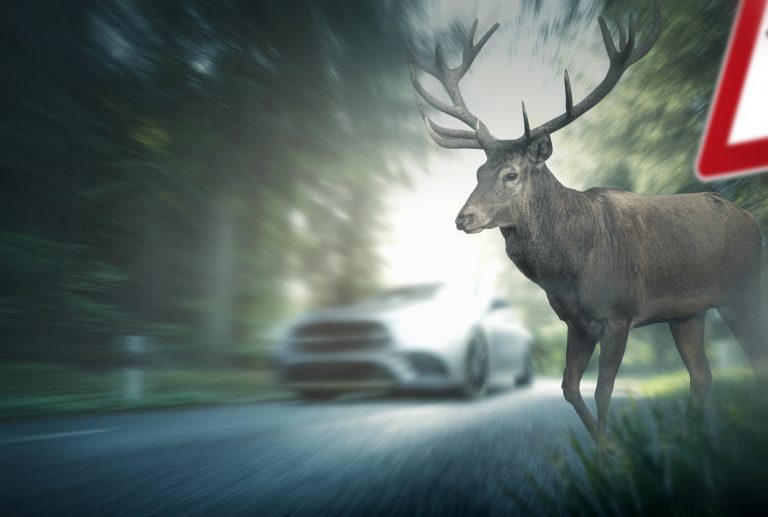 Deer on a forest road By M Mphoto