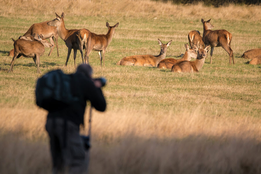 Wildlife photographer taking photos of deer By jgolby