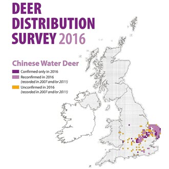 Distribution is mainly in Bedfordshire, Cambridgeshire, and Norfolk with a few scattered sightings elsewhere. Preferred habitats include reed beds, river shores, woodlands and fields making the wet fenlands of Cambridgeshire and Norfolk ideal. 