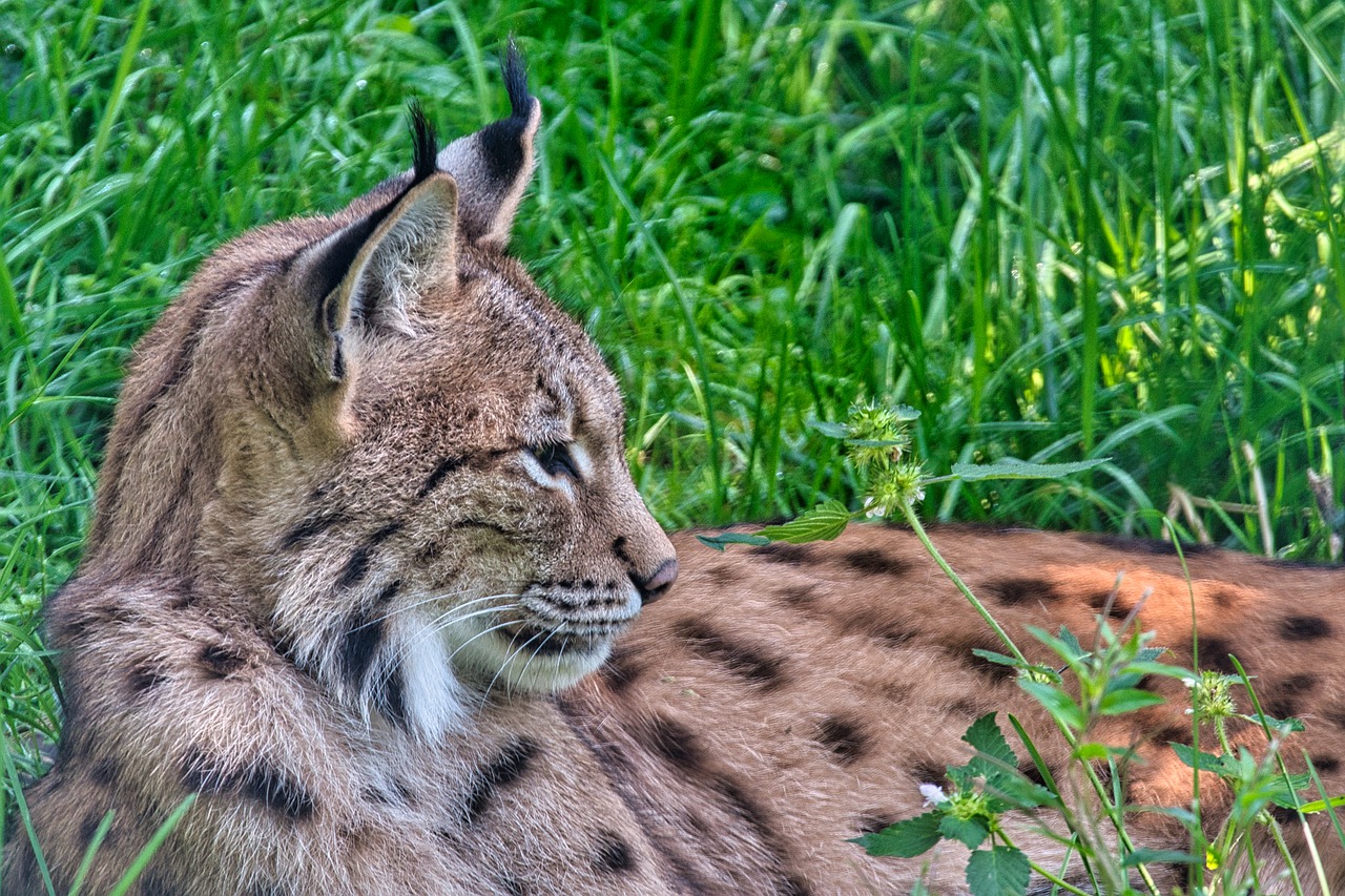Eurasian lynx by Manfred Antranias Zimmer