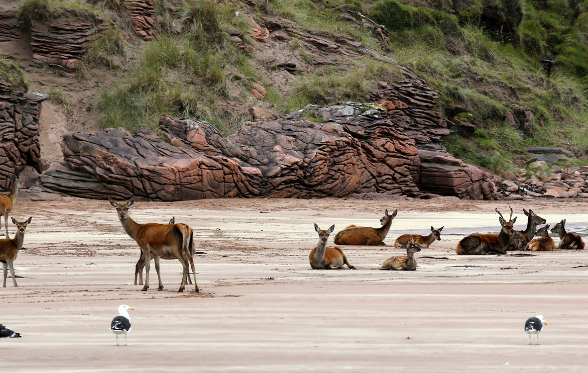 Group of Red Deer at the beach of Isle Rum Scotland By Henner Damke