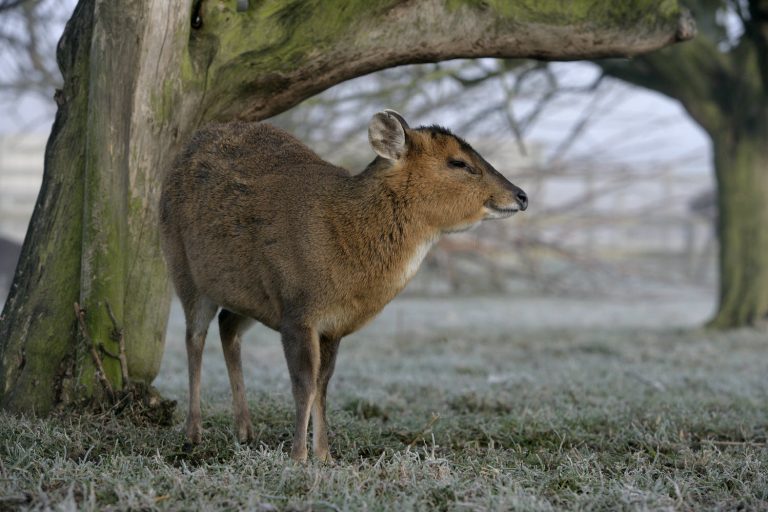 Muntjac, Muntiacus reevesi, single deer in frost, Midlands By Erni