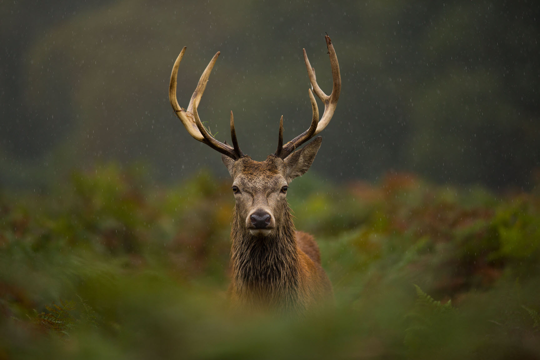 Red Deer - Deer Species photo