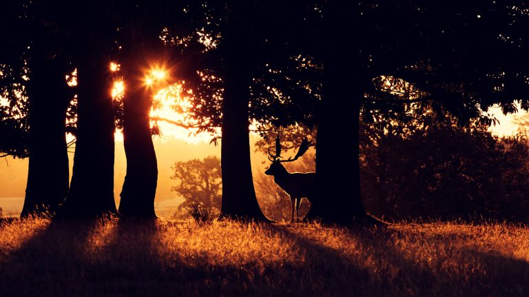 fallow buck behind some trees early morning silhouette By Mark Bridger