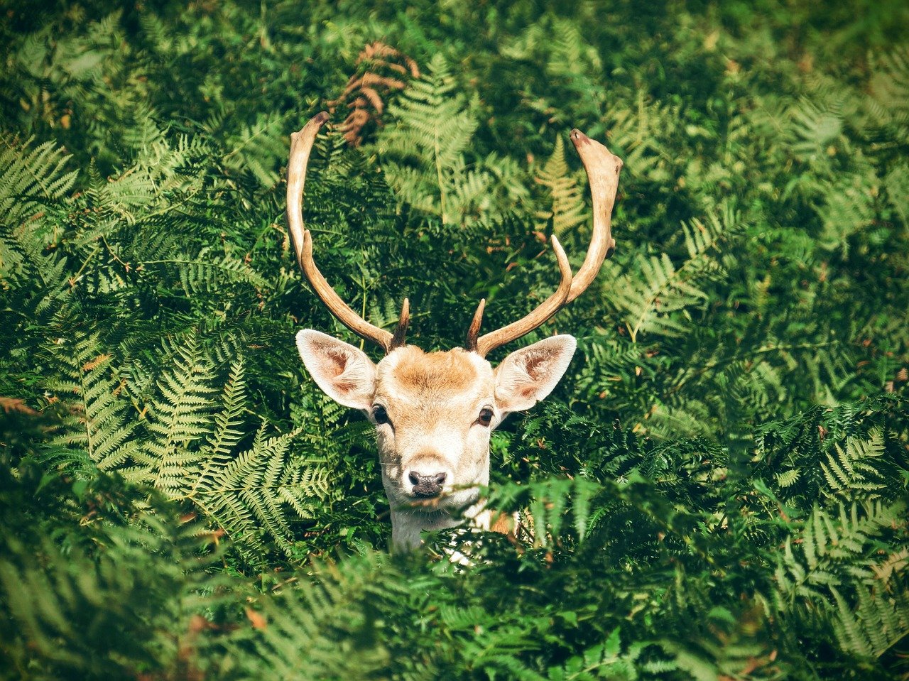 fallow buck in ferns by Pexels