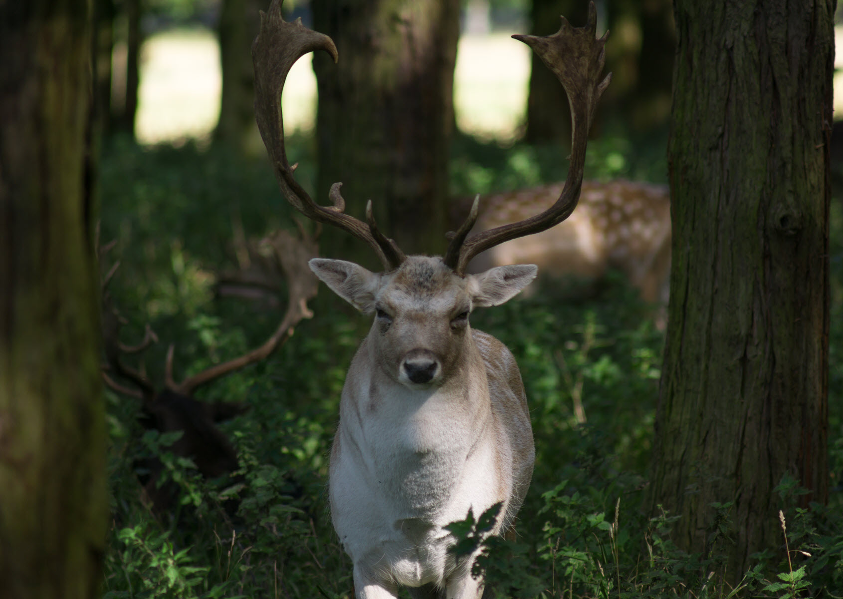 fallow buck By Barry Paterson