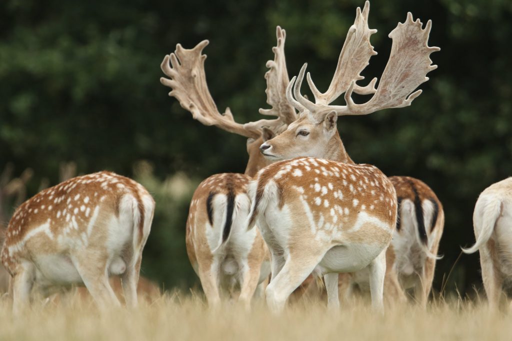 group of fallow bucks grazing in a field By Sandra Standbridge