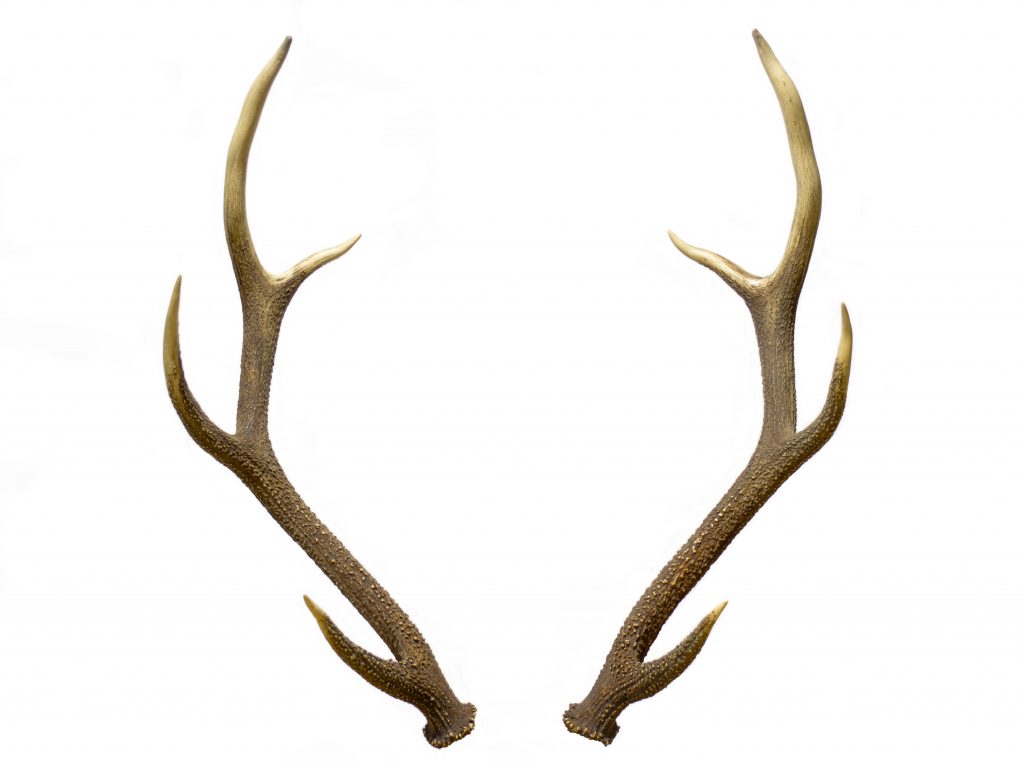 pair of red deer antlers By taimenfree