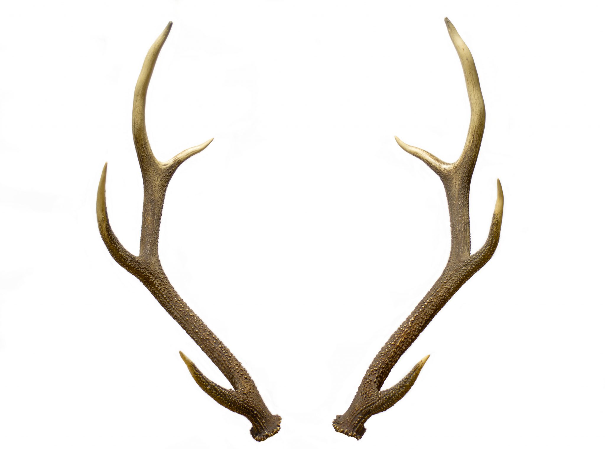 Pair Of Red Deer Antlers By Taimenfree 2048x1521 