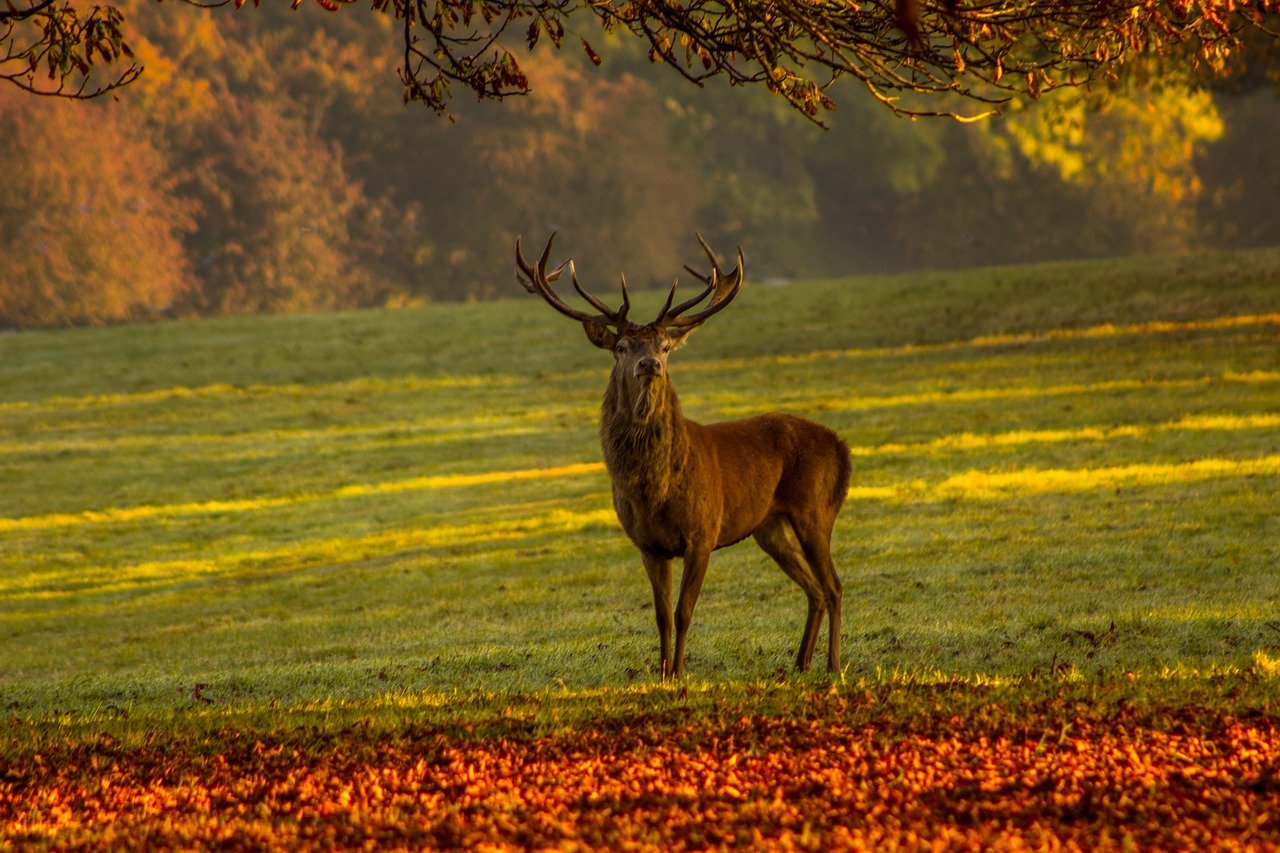 red stag by Kelly Rudland