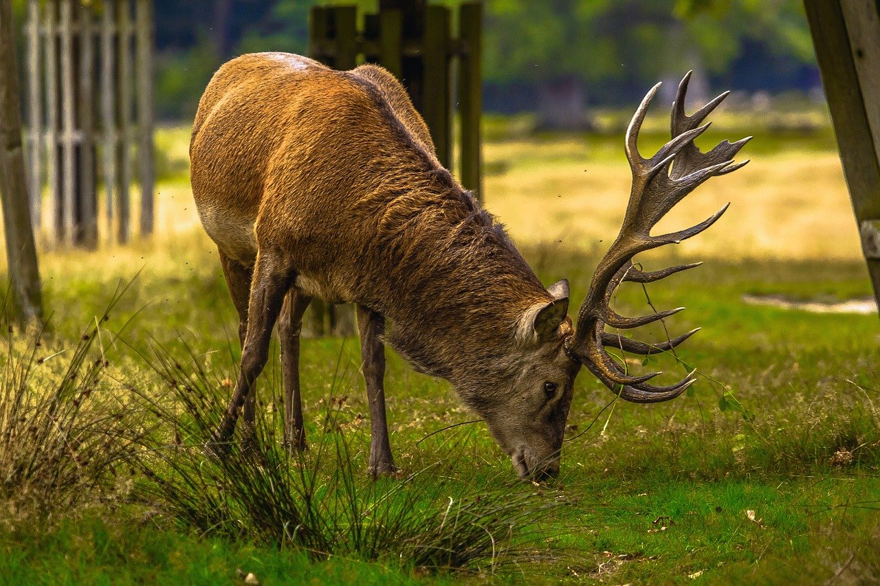 red stag in Richmond park by Roman Grac