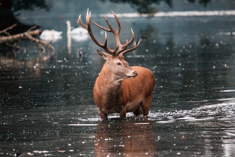 red stag in water by Diana Parkhouse