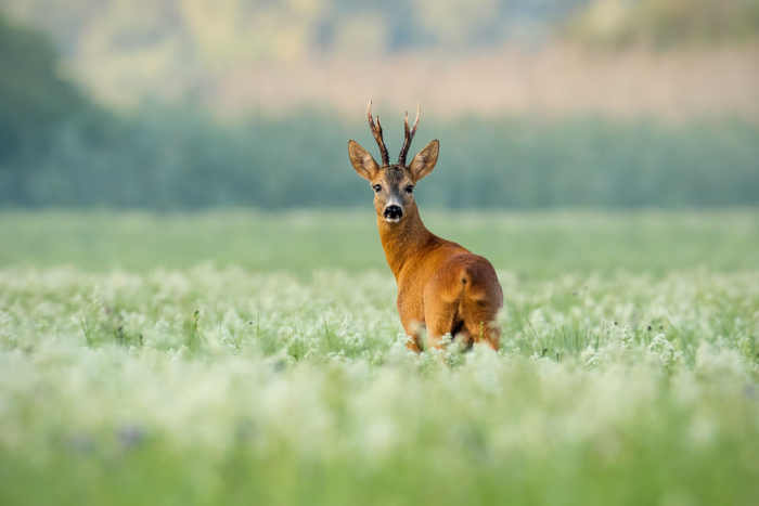 roe buck in wild flower meadow By WildMedia