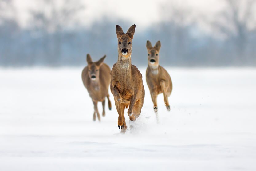 running roe deer in snow by WildMedia