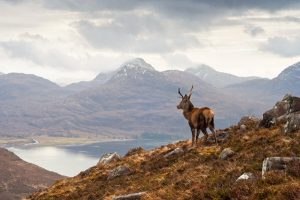 stag overlooking Loch Torridon and the dramatic Wester Ross mountain range, Scotland By Matthew Dixon