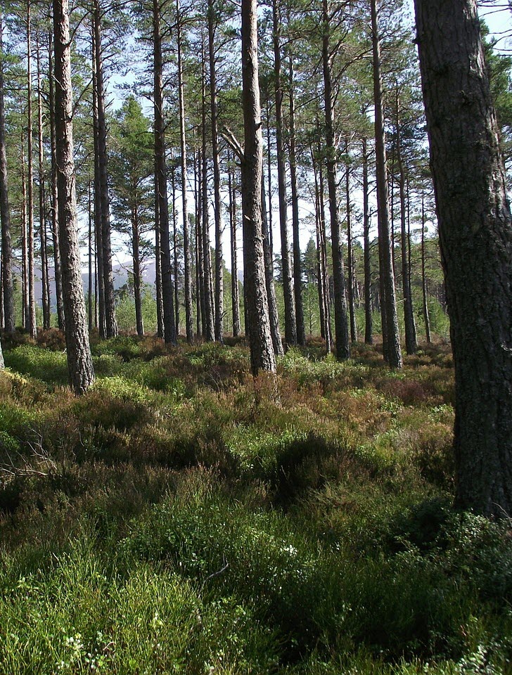 woodland in Scotland by lbradxx