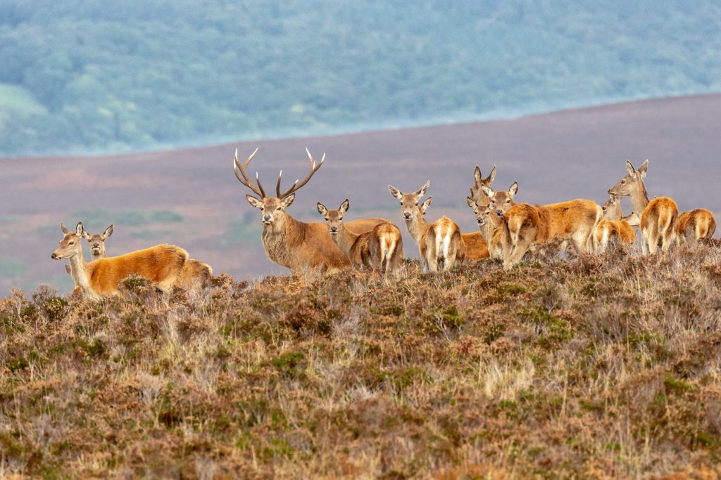 Herd of Red Deer Autumn Exmoor National Park By Phil Woolley