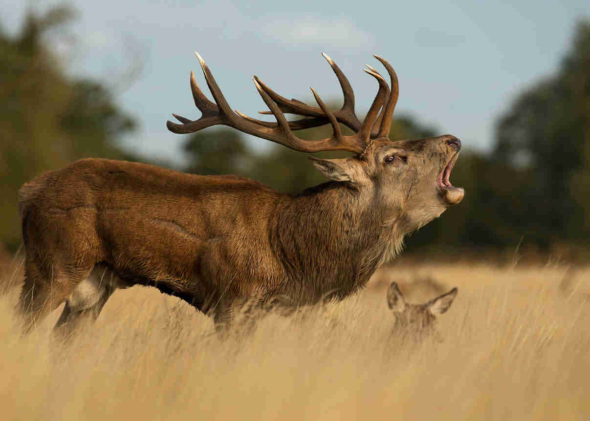 Red deer stag roaring near a hind during the rut By Giedriius