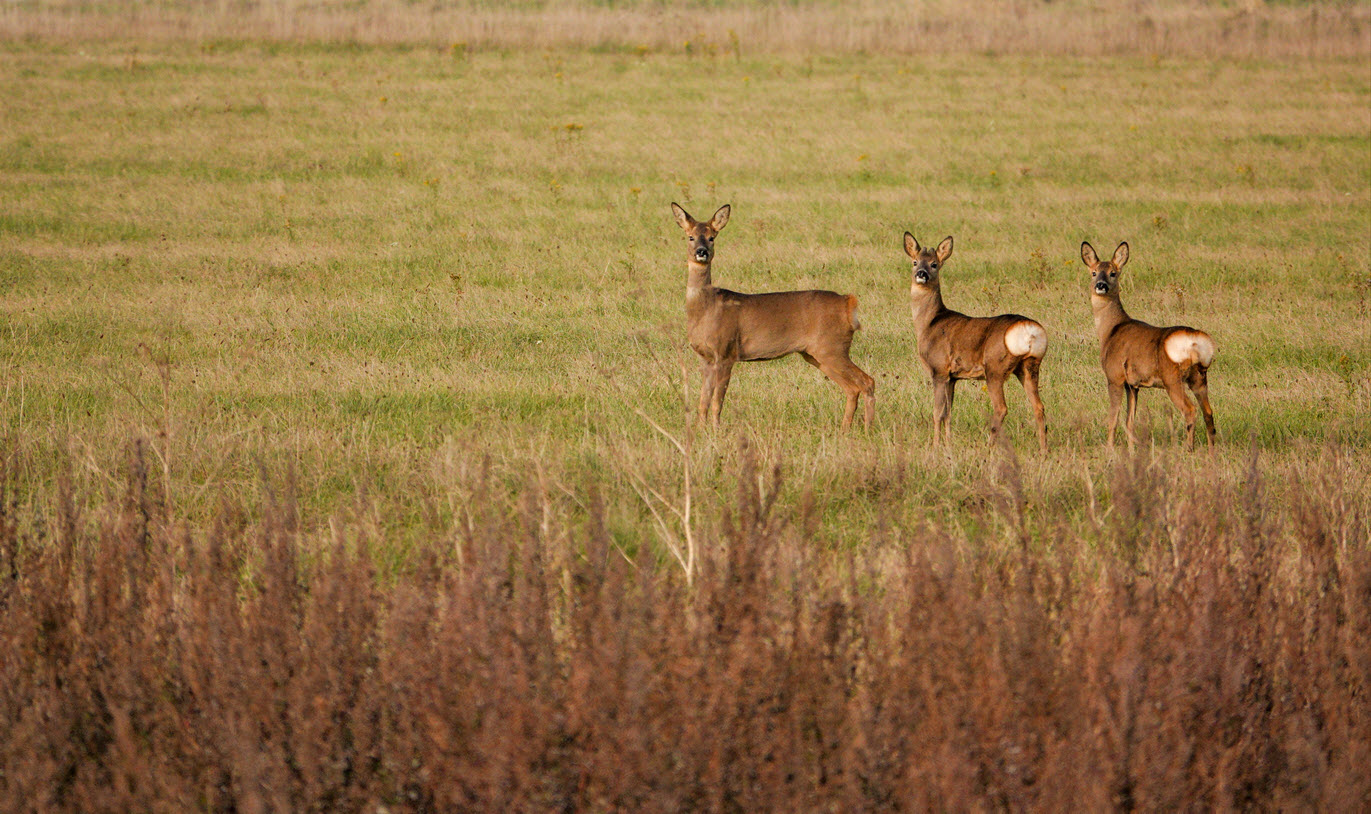 Wild Roe Deer on Salisbury Plain By Martin Hibberd