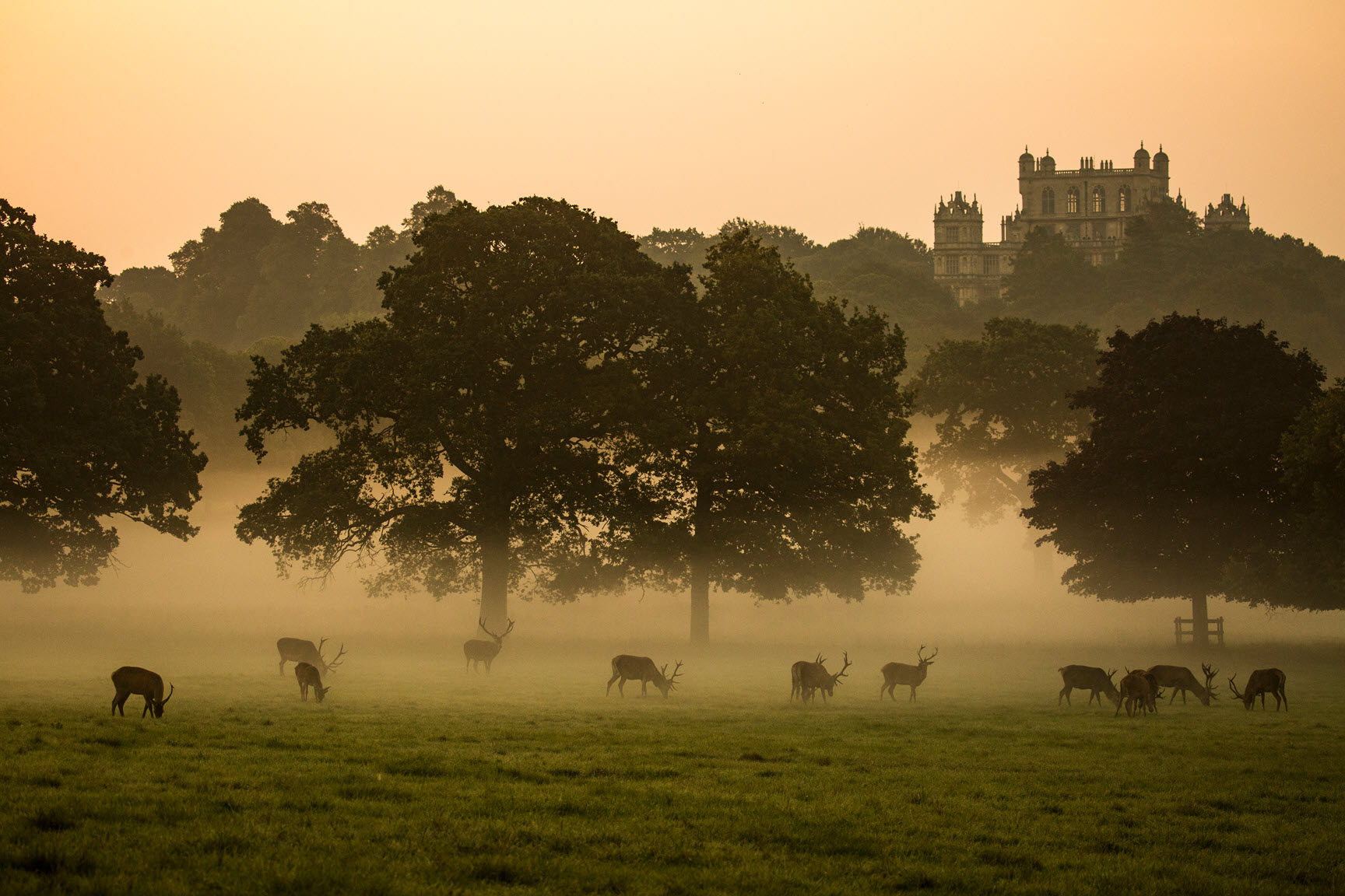 Wollaton Hall and Deer Park Nottingham By Diana Parkhouse