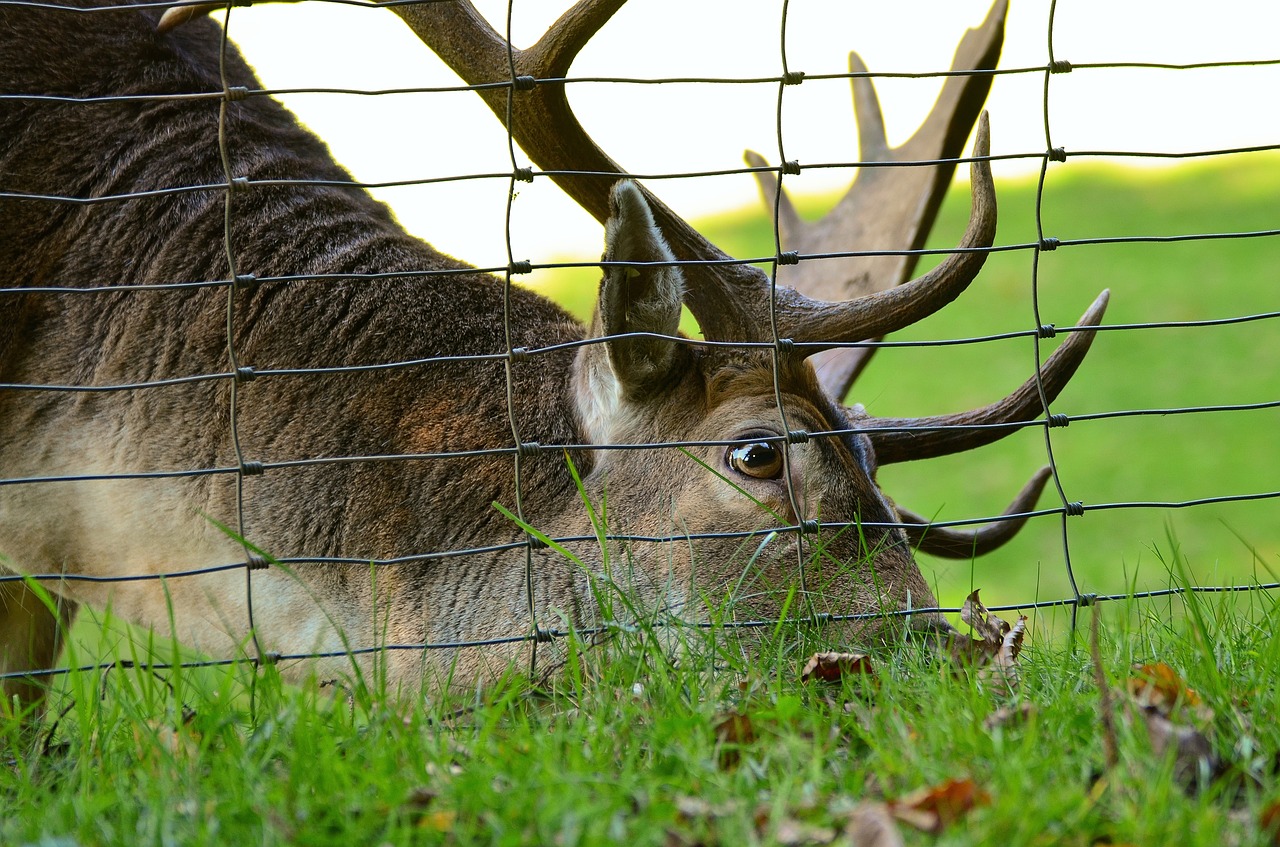fallow buck and fence by congerdesign