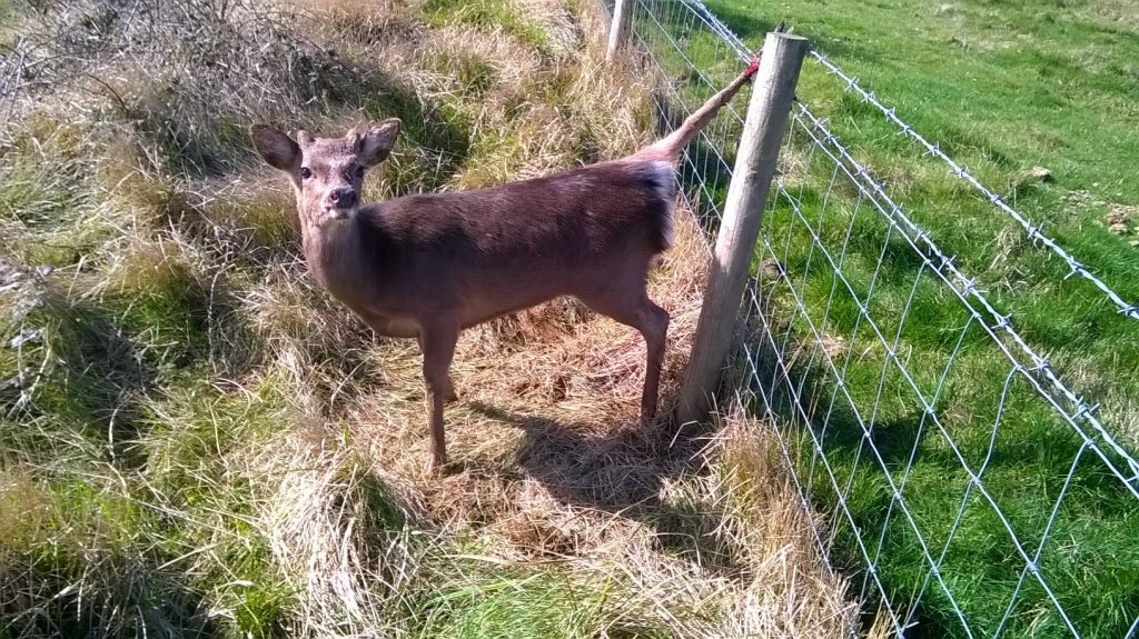 live sika trapped in double fence topping by A-J Parker