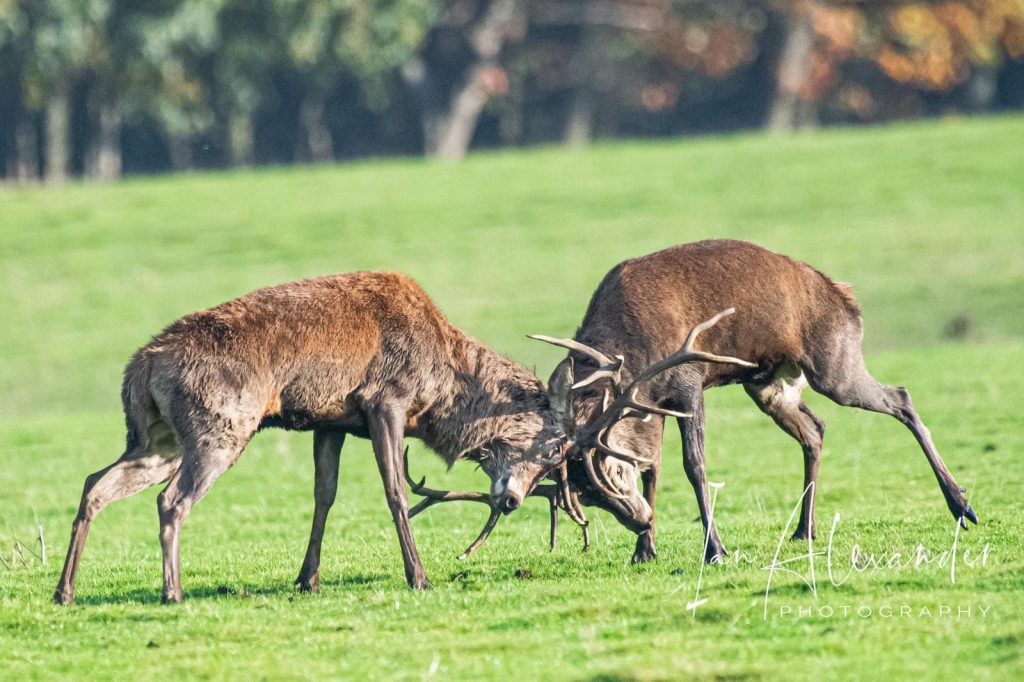 red stags fighting rut harewood oct by Ian Alexander