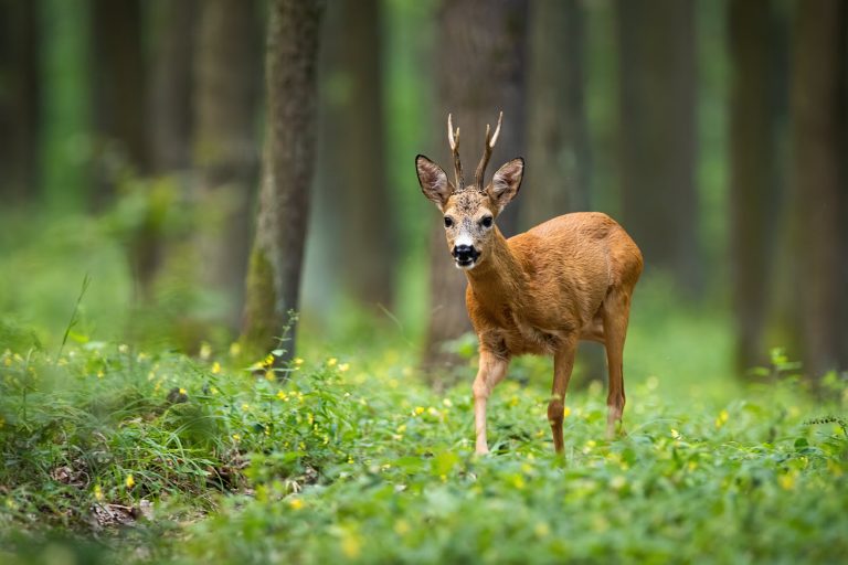 roe buck in the woods in summer by WildMedia