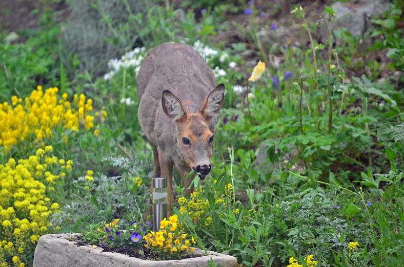 roe doe eating flowers in a garden By mountainpix