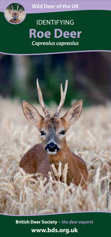 roe deer leaflet