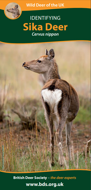 sika deer leaflet