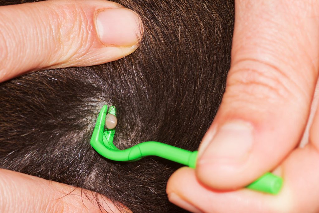 tick being removed from a dog By Sascha Preussner