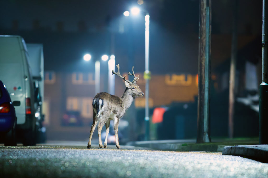 Urban Fallow Deer rooming around the streets at night By Mark Bridger
