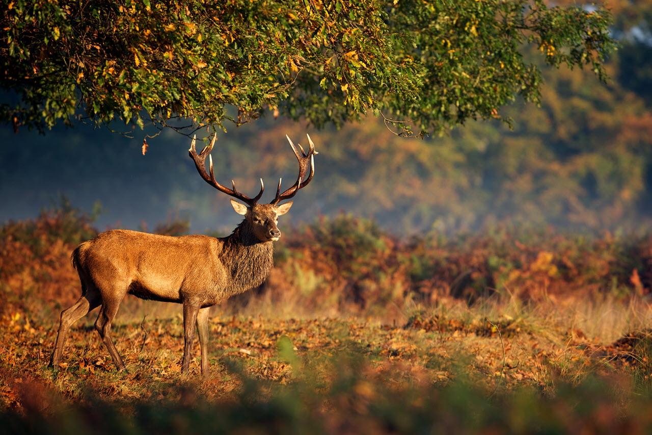 Introduction to deer stalking