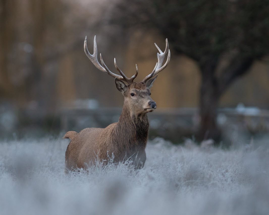 Deer Winter Deaths