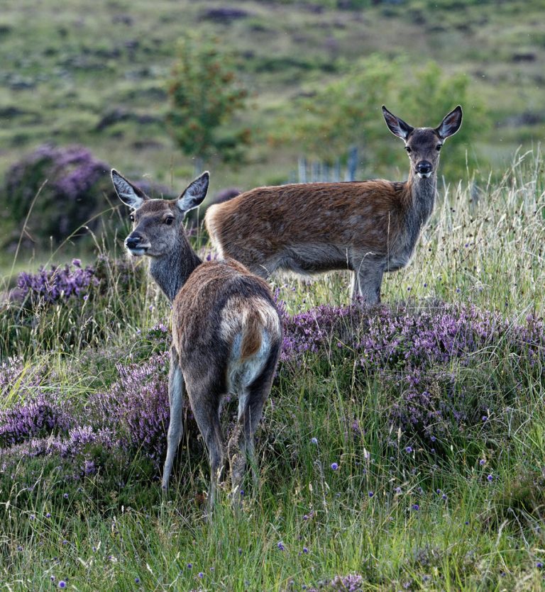 Red Hind, with calf amongst heather By Colin Seddon